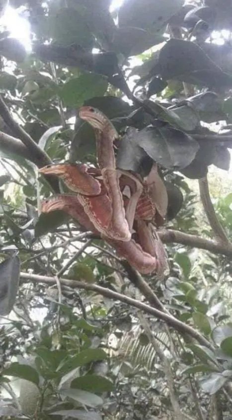 Angry-looking ‘snakes’ spotted slithering in a tree, but the truth is far different than it appears.