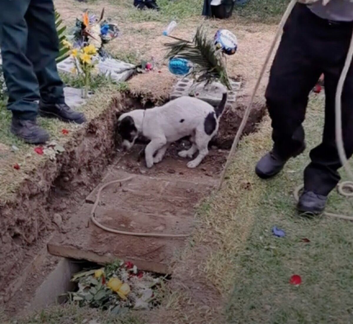 Tears As Little Dog Says Last Goodbyes At His Best Friend’s Funeral