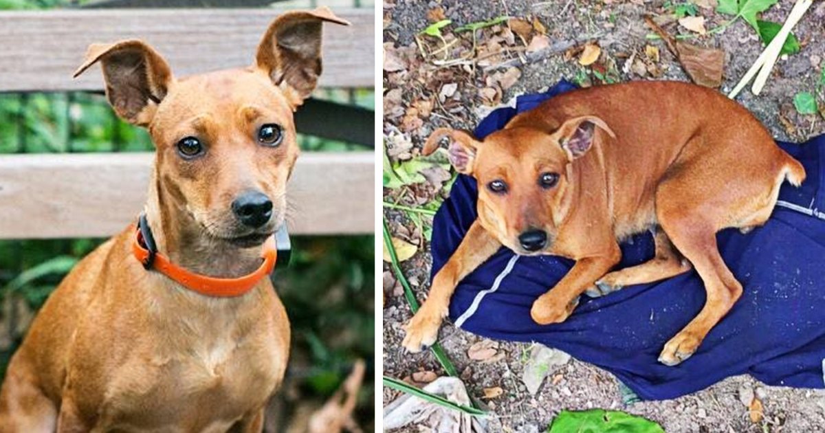 Loyal Dog Abandoned In New York Woods Sits On Owner’s Shirt, Waiting For Him To Return For Her