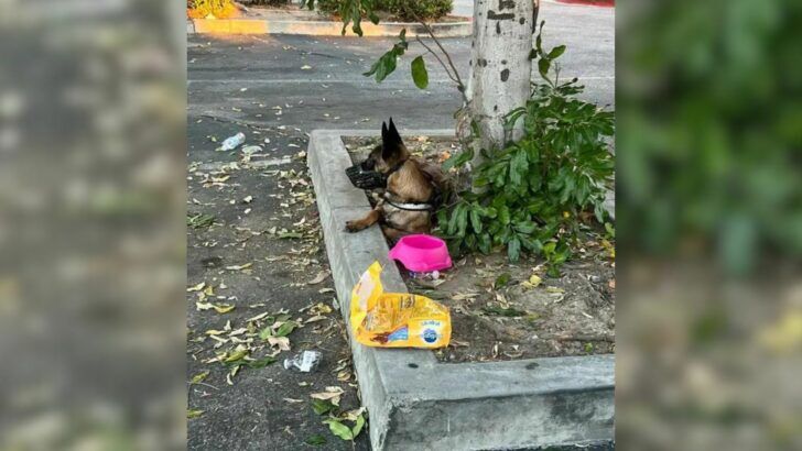 Trang chủanimals Tears As Rescuers Discover Dog With All Her Belongings Abandoned On The Street