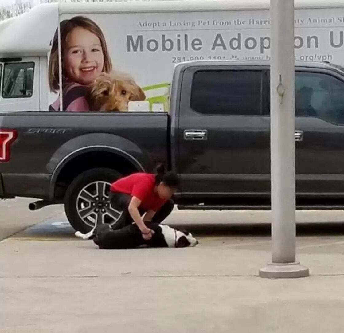 Scared Dog Gets Dragged Into Shelter By Owner Who’s Abandoning Him