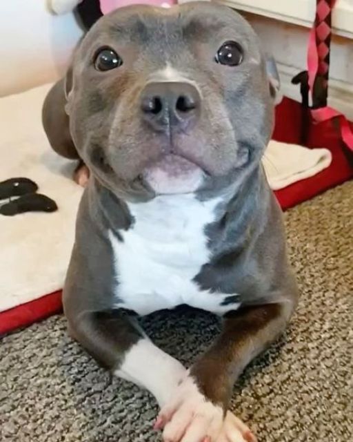 I TAUGHT MY DOG TO SMILE FOR PHOTOS—THE LANDLORD SAID IT DIDN’T MATTER