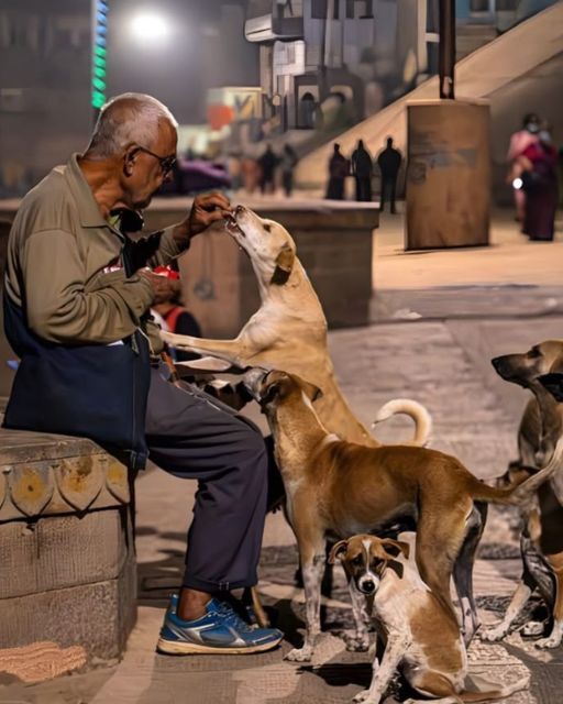 I FOLLOWED THIS OLD MAN FOR THREE NIGHTS—AND FOUND OUT WHO REALLY FEEDS OUR STREET DOGS
