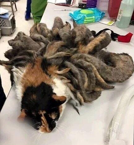 When they discovered this poor creature on the street, they were shocked. After bringing her to the local rescue they quickly got to work. Her after pictures and transformation are heartbreaking💔