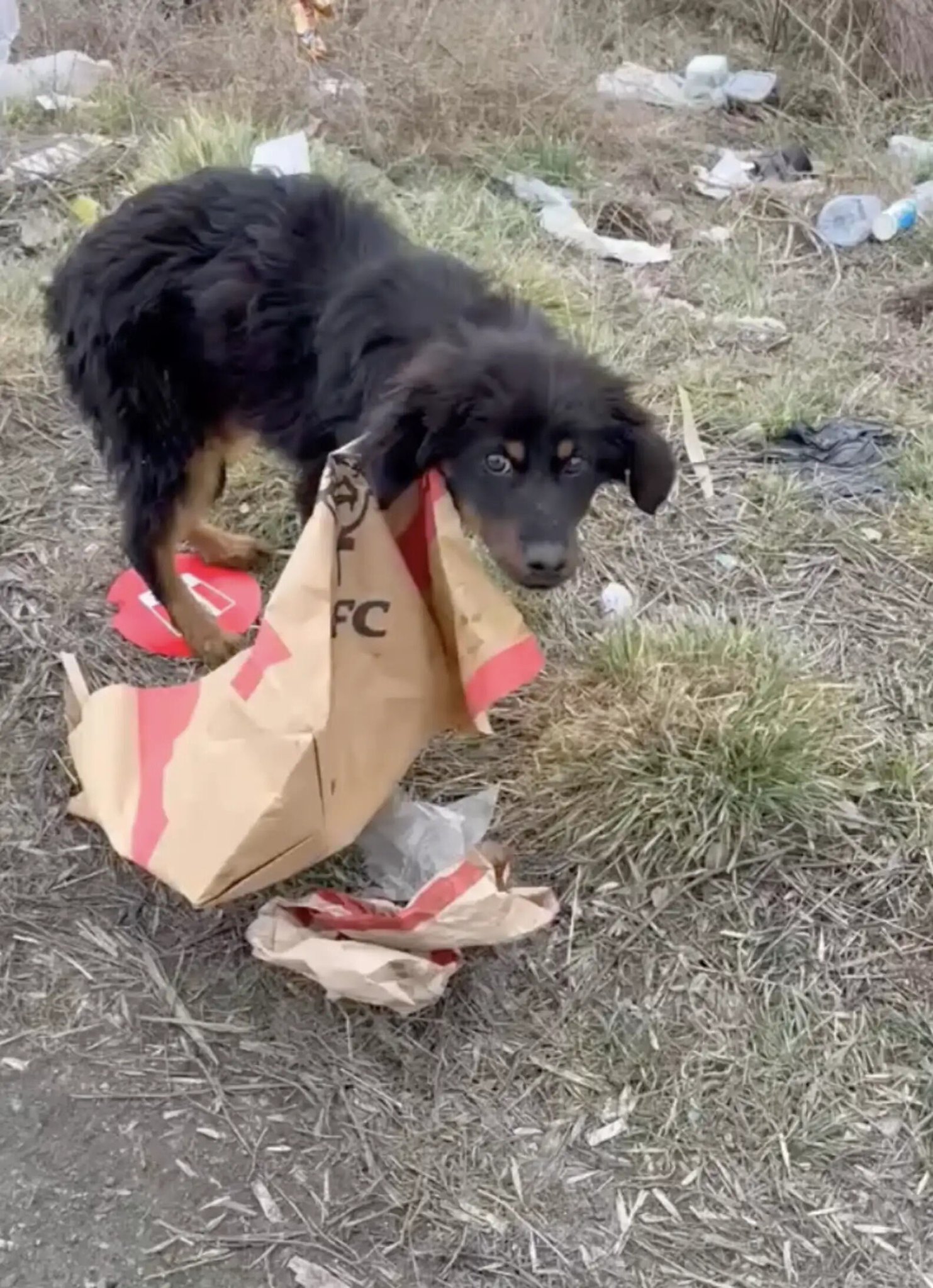 Puppy Trapped In KFC Bag Was Running Out Of Time — Then A Car Pulled Over