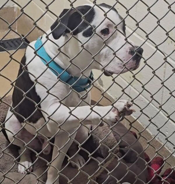 Tears As Florida Dog Places His Paw On Kennel Bars, Hoping For Visitors’ Compassion