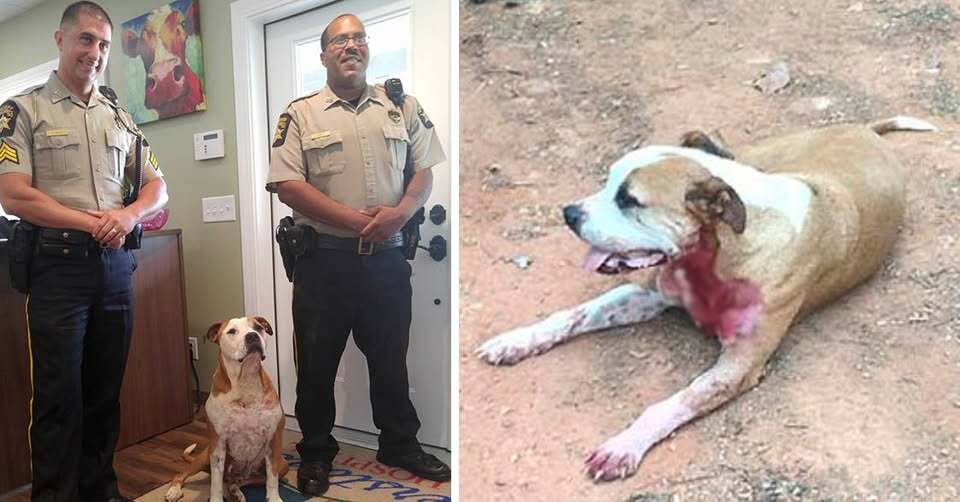 Stray Pit Bull Jumps In to Save Woman from Knife Attack by Man