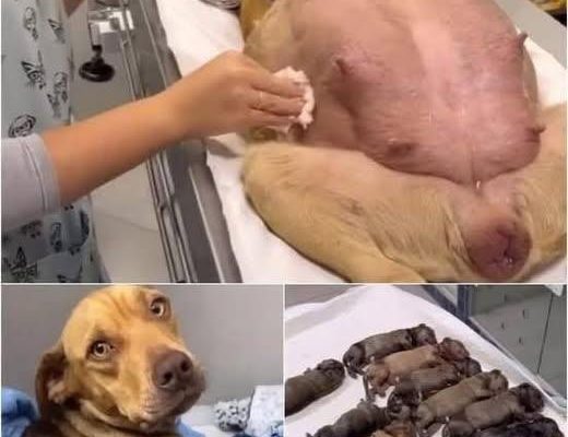 A Pregnant Dog’s Miraculous Journey: How She Found Help at My Gate After 63 Days