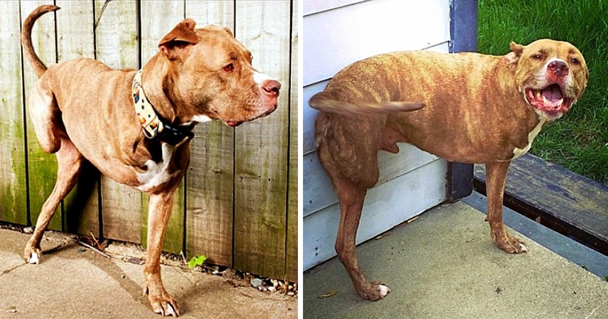 His Only Fault Is That He’s Being A Pitbull, Dog Gets Shot Ends Up Losing Both Right Limbs