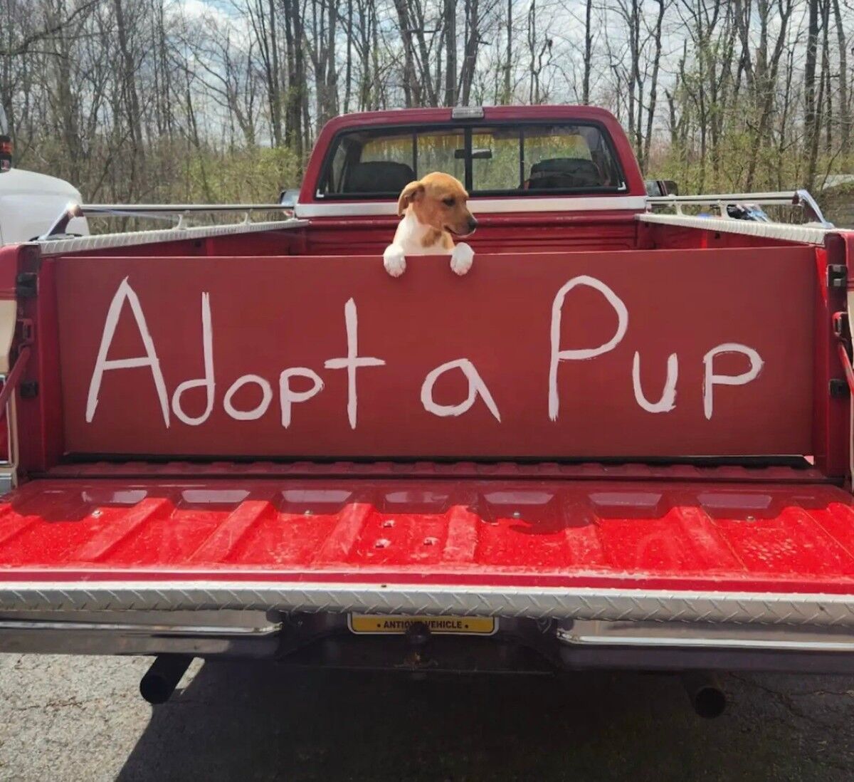 Puppy Watches Whole Family Get Adopted And Wonders Why She Wasn’t Chosen