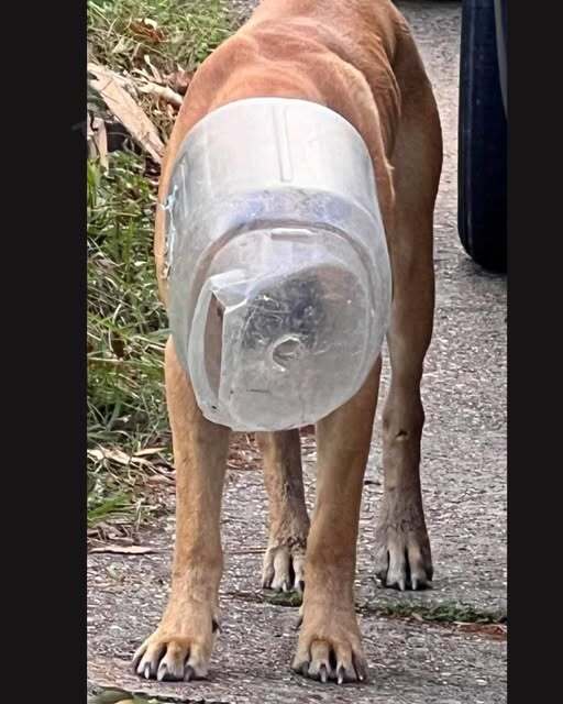 Woman spends a month trying to help stray dog whose head was stuck in a jug
