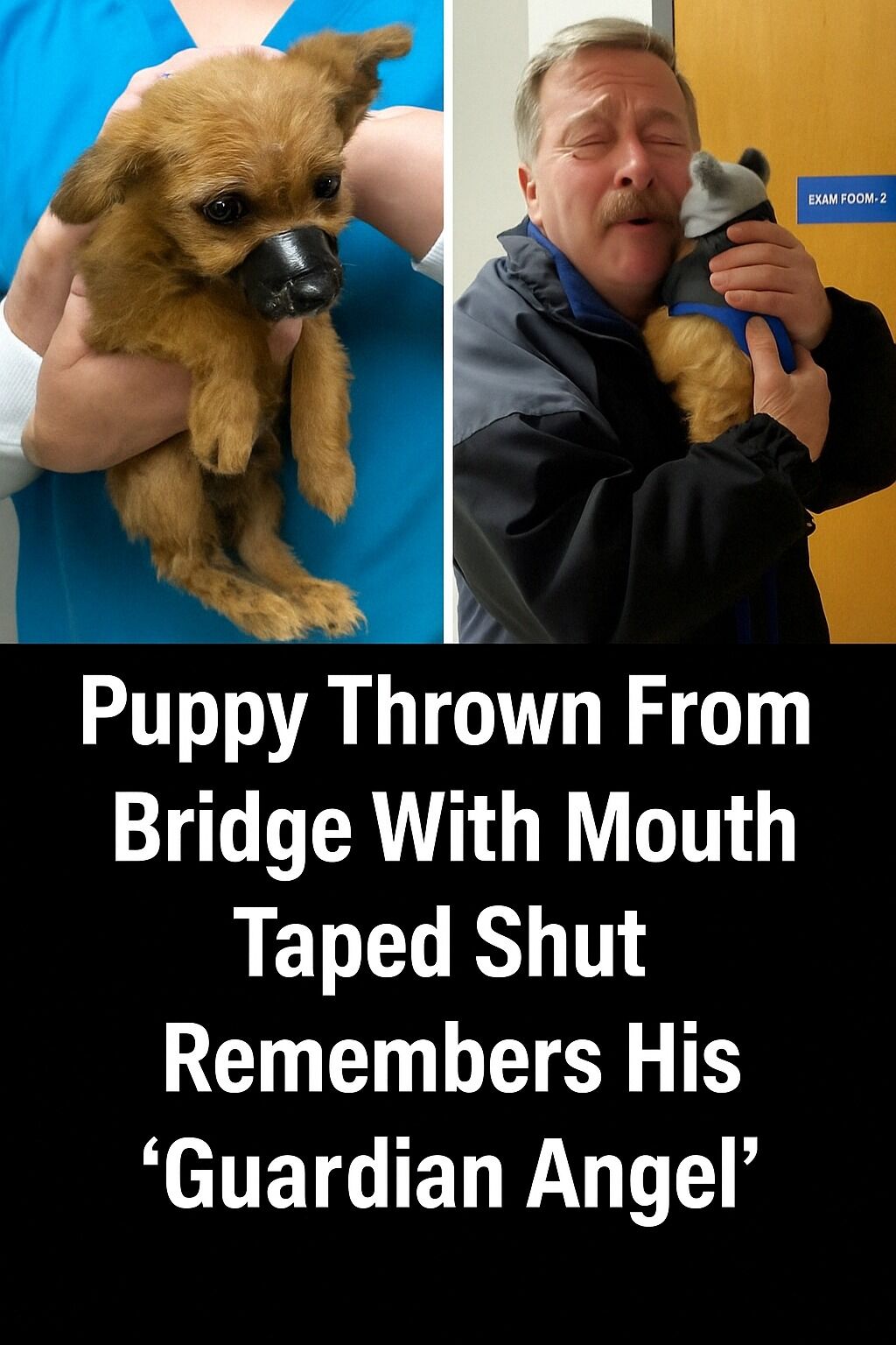 Puppy Thrown Off A Bridge With Electrical Tape Over His Mouth