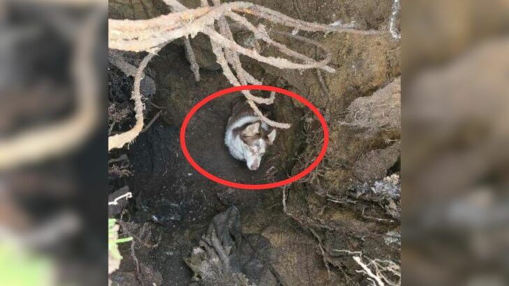 Family From Washington Was Playing With Their Dog In The Yard When He Suddenly Just Vanished