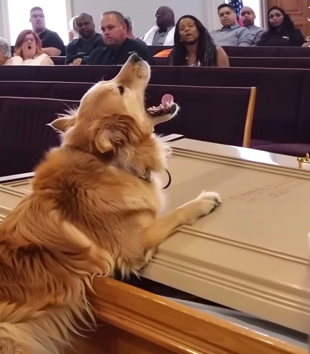 Dog Barks at Coffin during Funeral, Suspicious Son Opens It and Finds It Empty – Story of the Day