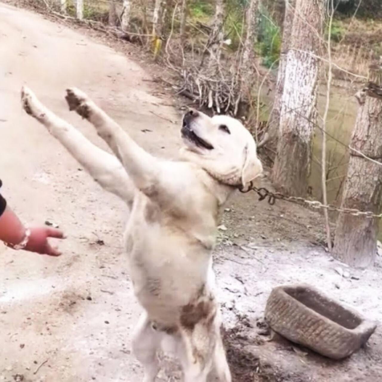 Chained for a Lifetime, Dabai Reached Out for Love—and Finally Found It