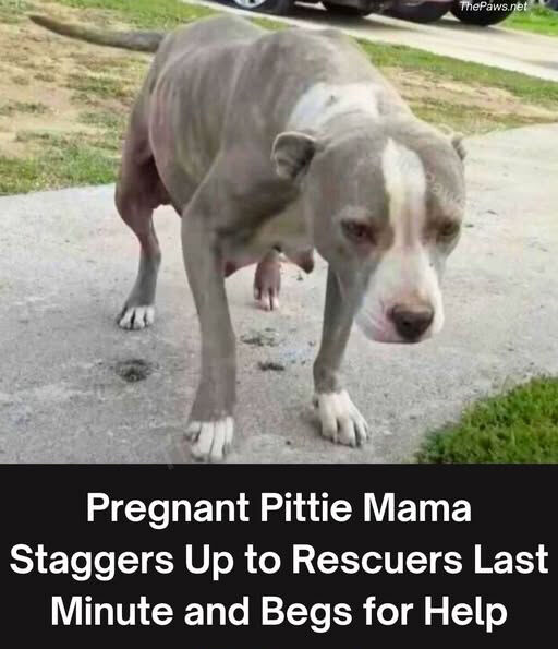 Pregnant pittie mama staggers up to rescuers last minute and begs for help