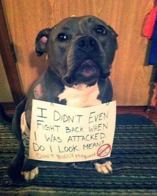 MY DOG GOT MAULED—AND THEN WE GOT BLAMED FOR IT