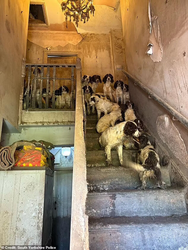 Inside horror house where more than 80 dogs were found living in their own filth: Heartbreaking snaps show springer spaniels cowering together