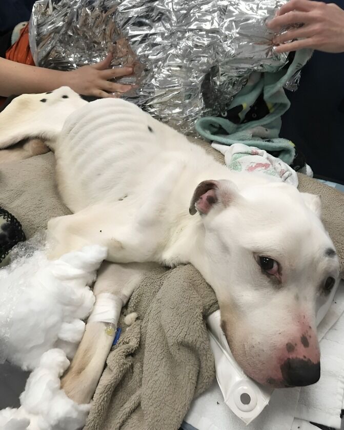 ”Thinnest dog ever seen alive” makes stunning recovery