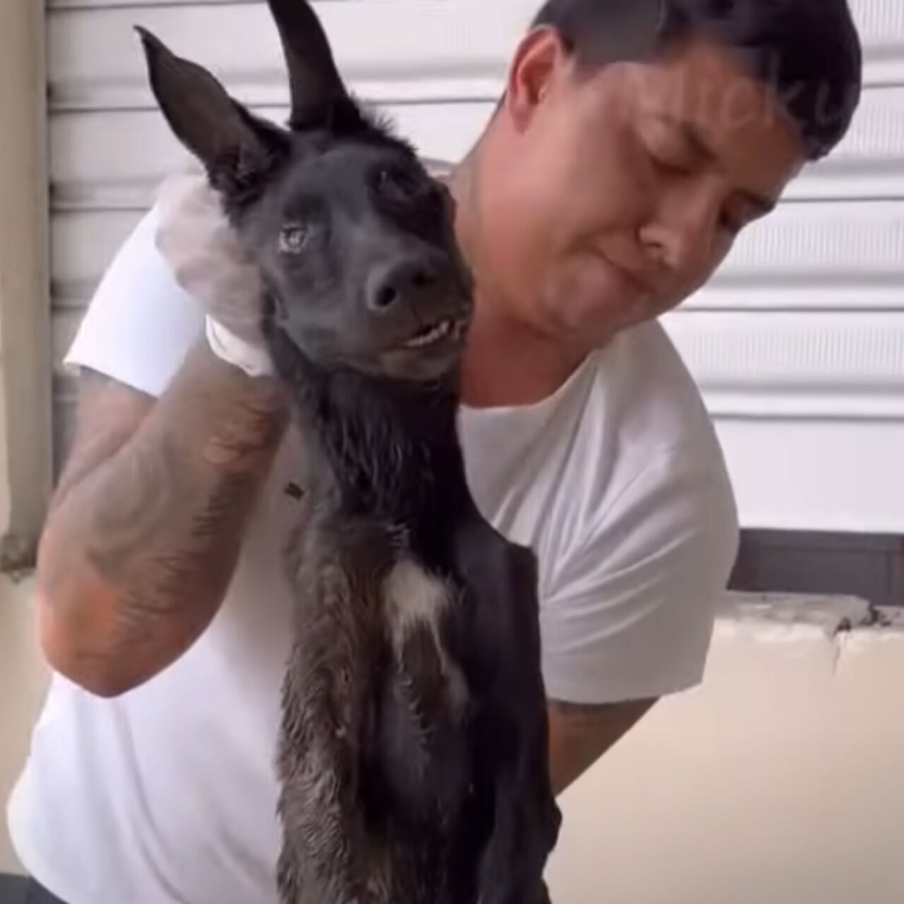 Beaten and Ignored, This Dog Waited for Someone to See His Pain