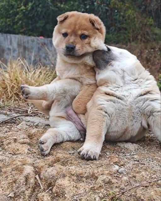 THE LAST TWO PUPS OF THE LITTER WOULDN’T STOP HUGGING—SO I BROKE THE RULE I MADE MYSELF