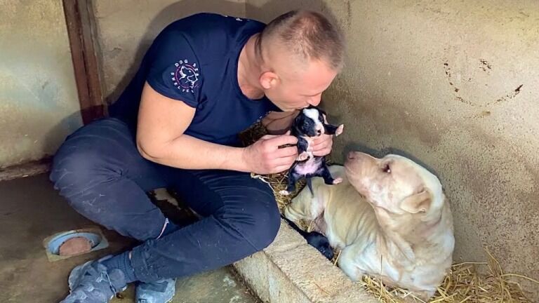 Abandoned mother dog rescued raising puppies in the bushes