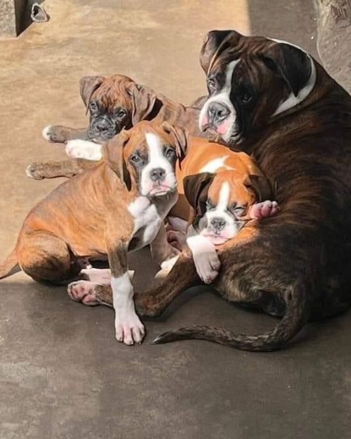 I WAS JUST SUPPOSED TO FOSTER HER—THEN I MET HER PUPS