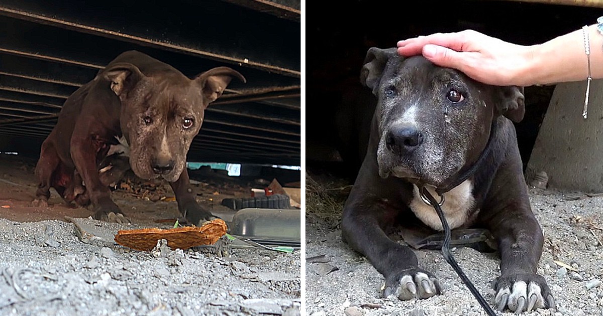 Deserted Dog Rotting Away For 9 Years Sees A Glimmer Of Hope In Her Final Days