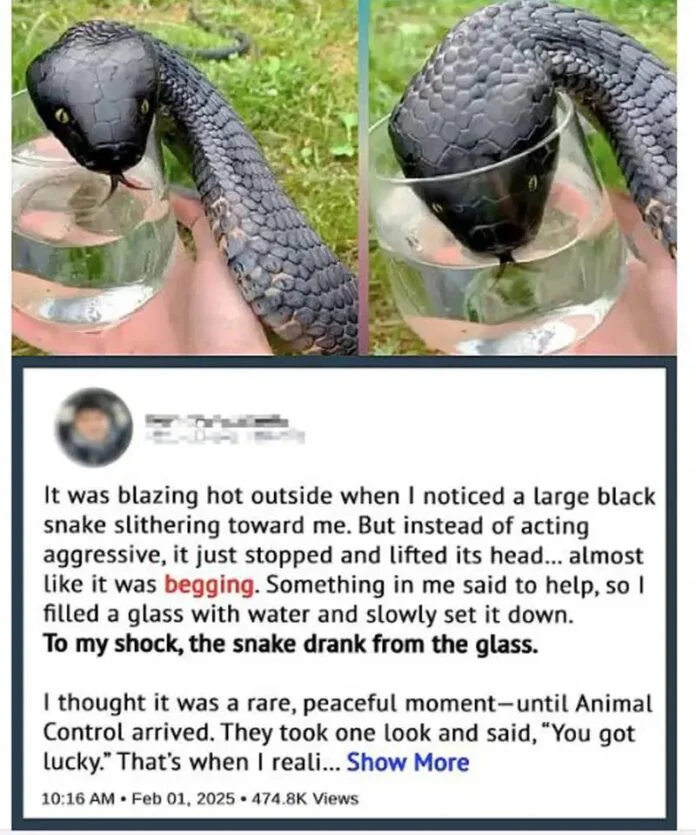 A wild snake “pleaded” with me for water. When animal control found out the reason, they said, “You’re lucky!”