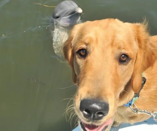 Dolphins rescue a terrified little dog from drowning in a Florida canal