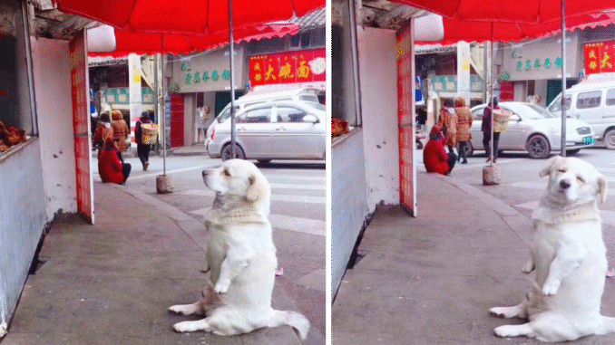 A-short-legged-Dog-melts-Hearts-as-it-Patiently-waits-for-free-fried-Chicken-from-a-stall-and-Capturing-the-Internets-adoration-with-its-Irresistible-Charm