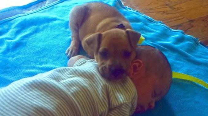 Abandoned-Puppy-finds-comfort-by-sleeping-with-Baby