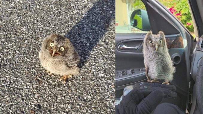 An-Owl-some-rescue-Detective-in-Clearwater-saves-baby-Owlet-from-busy-Parking-lot