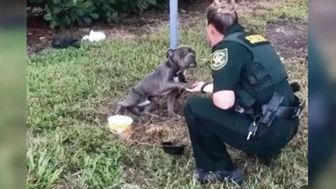 Dog-Tied-to-Pole-reaches-out-Paw-to-the-Cop-whos-come-to-save-Him-chuan-png