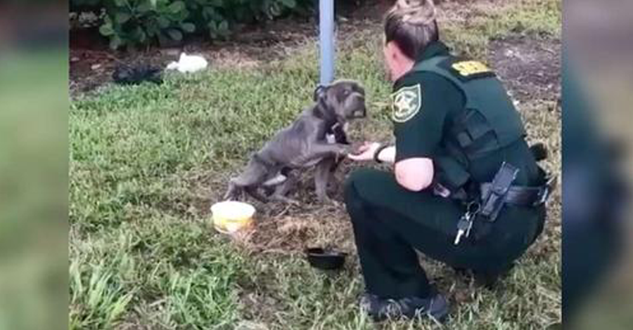 Dog Ti.ed to Pole reaches out Paw to the Cop, as if to say; Please help get me out of here!
