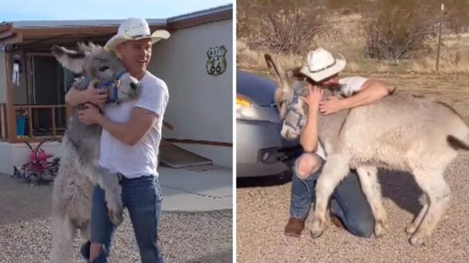 Donkey-Sees-His-New-Father-and-Cant-Stop-Waggling-His-Tail-Like-A-Dog
