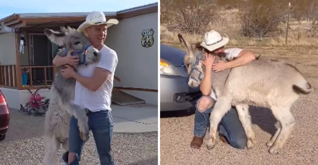 Donkey sees his new Father and can’t stop waggling his Tail like a Dog…!