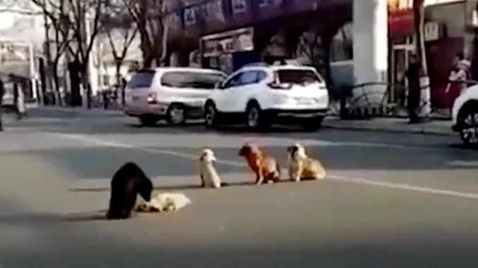 Drivers-Notice-Four-Dogs-Blocking-Traffic-Because-Their-Friend-Is-Down