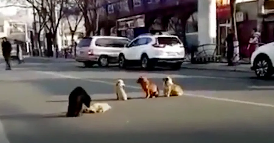 Drivers notice four Dogs Bl.ocking Traffic because their Friend is Do.wn!