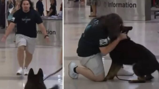 Emotional-Marine-Is-Reunited-With-His-K9-Partner-After-Spending-Three-Years-Apart