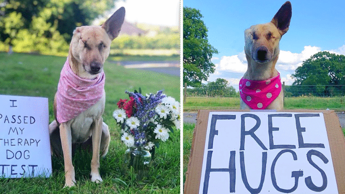 From-a-poor-Dog-Maggie-is-Now-just-Making-a-Progress-and-has-become-a-Therapy-Dog