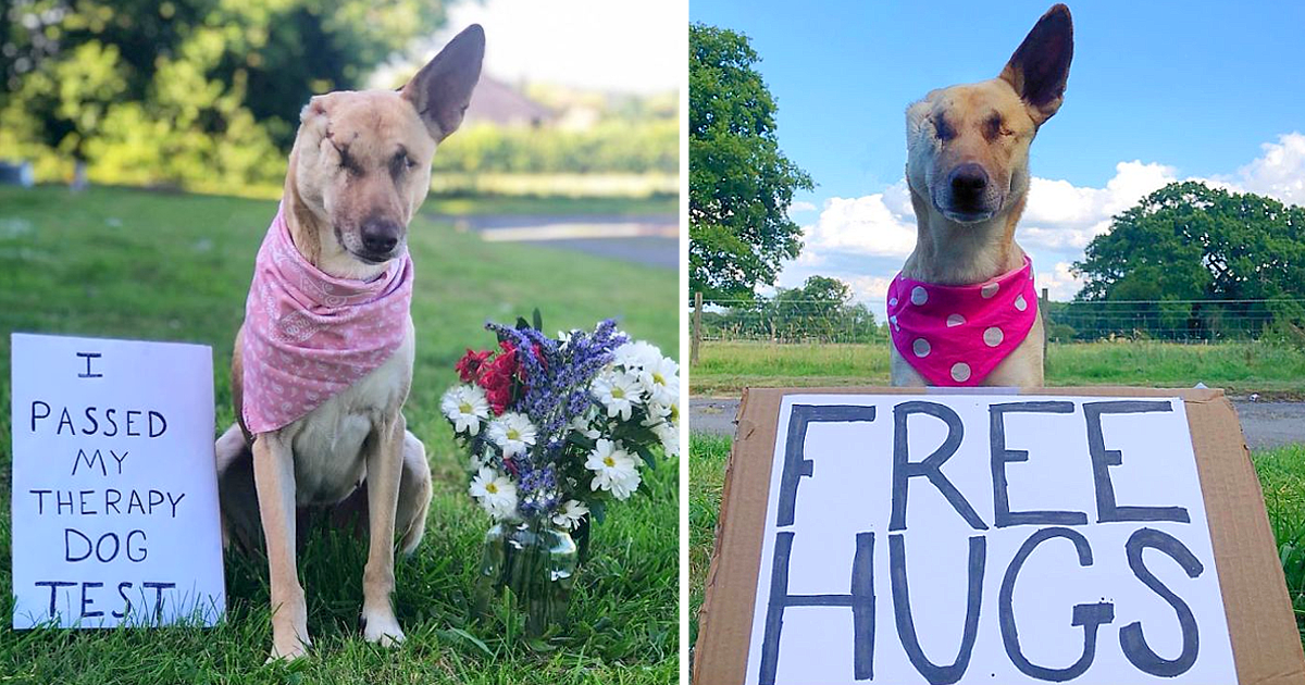 From a Po.or Dog – Maggie is Now just Making a Progress and has become a Therapy Dog!