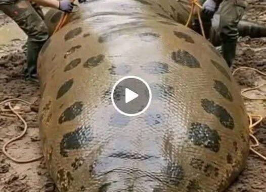 Giant-snake