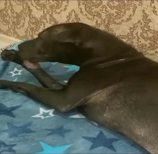I found him in a cemetery—emaciated, exhausted, dehydrated, and barely breathing.