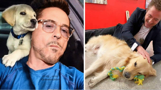 Ironman-Actor-Robert-Downey-Confesses-That-Lately-He-Cant-Live-Without-His-Rescued-Animals