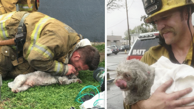 Lifeless-Dog-has-ben-rescued-by-Hero-Firefighters-after-ferforming-Mouth-To-Snout-resuscitαtion-after-being-pulled-from-Fire