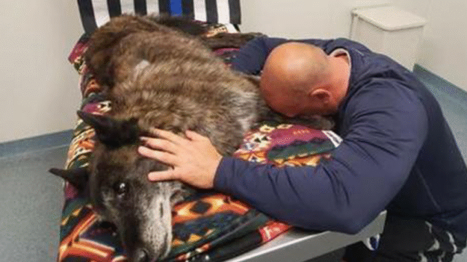 Officer-Says-Final-Goodbye-To-K9-Dog-Axel-His-Partner-And-Pet-chuan-png