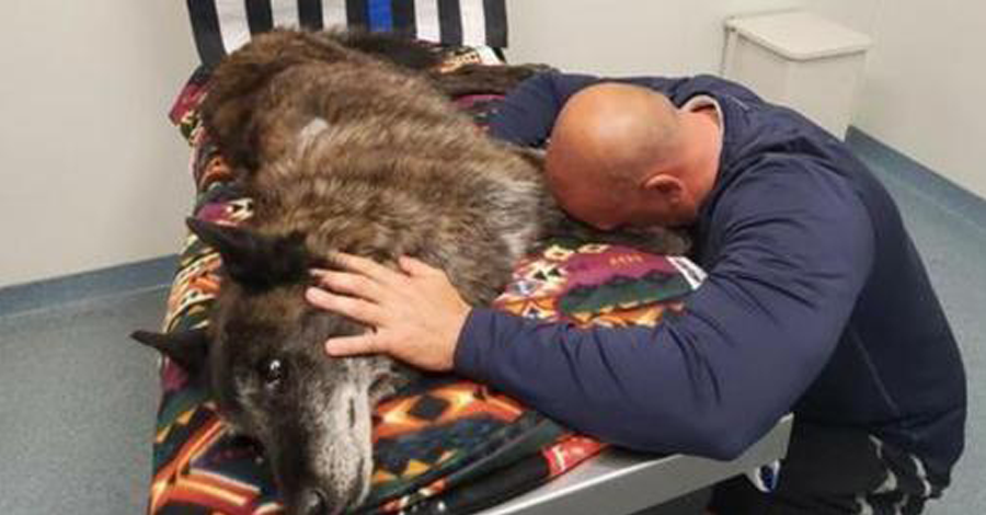 Officer Says Final Goodbye To K9 Dog Axel, His Partner And Pet!