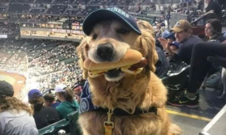 My dog snatched a hot dog at the game, but rather than getting angry, the crowd reacted in a way that completely surprised me.