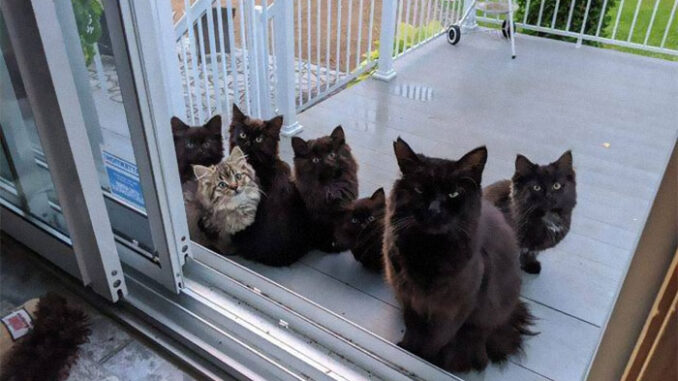 Stray-Cat-brings-all-her-Babies-to-a-Woman-who-cared-for-her